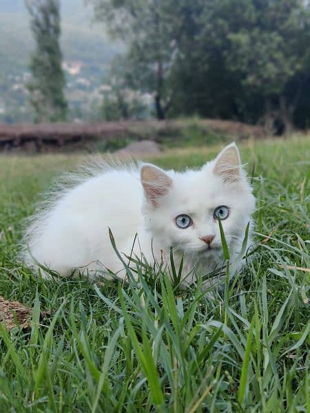 cute little persian cat 1