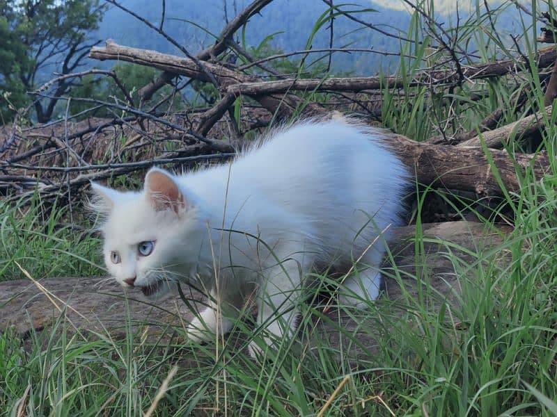 cute little persian cat 2