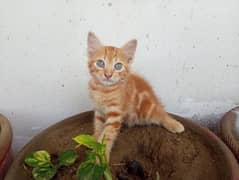 2 month old ginger kitten