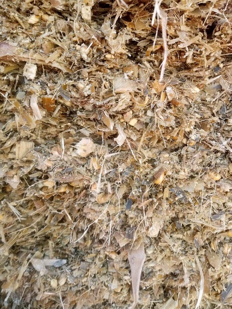 Corn Silage 1