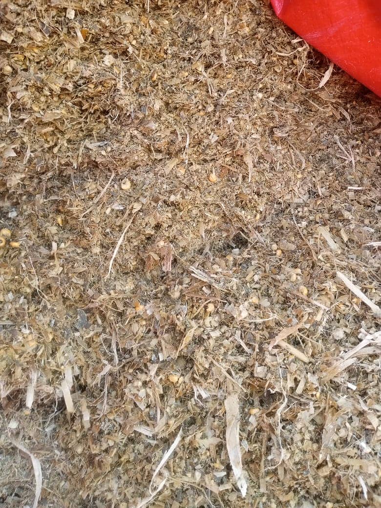 Corn Silage 3