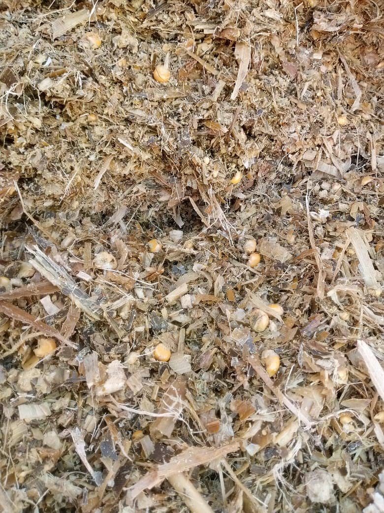 Corn Silage 6