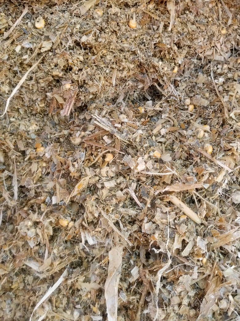 Corn Silage 9