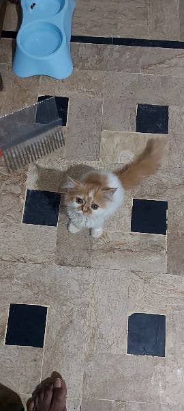 Turkish kitten female 2