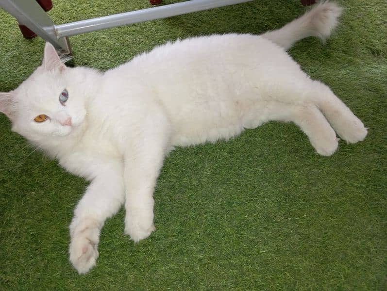 Male Persian cat with odd eyes for sale 2