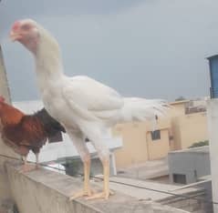 Healthy white hen (male) for sale