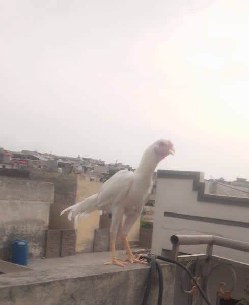 Healthy white hen (male) for sale 1