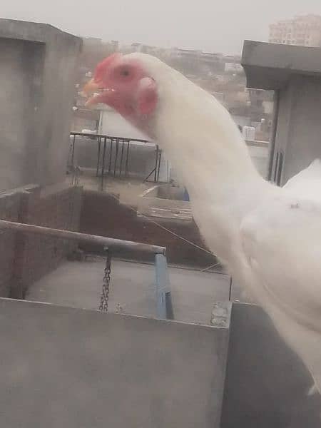 Healthy white hen (male) for sale 3