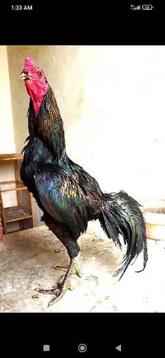 Aseel Thai / Barmi / Trat / Aseel pair / مرغیاں / Asel / hens