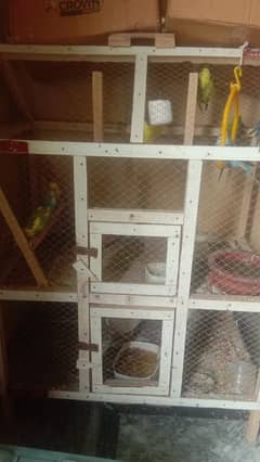 parrots and pigeon with cage 0