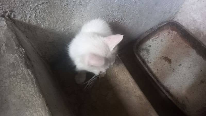 2 female kitten 1 male odd eyes white 0