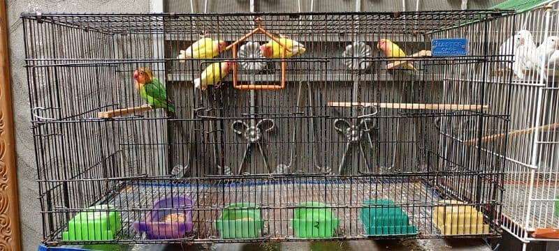 Albino Love Birds Parblue Ino DNA & Cage 1