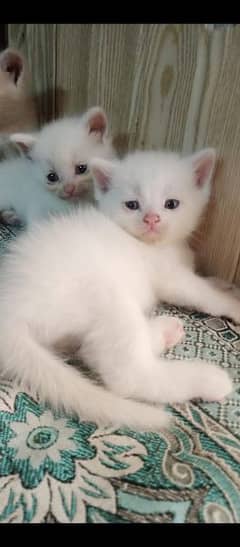 Purshian kittens 0