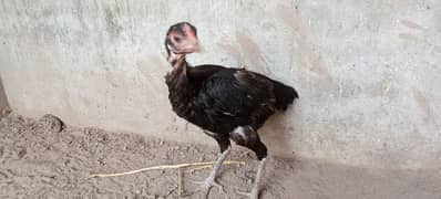 Aseel pure Thai murgi laying egg murgi for sale number 03314886114