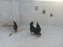 Three hens for sale