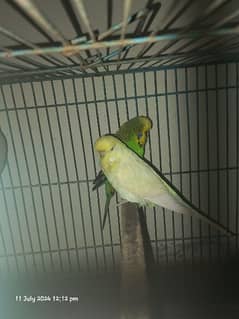 exhibition budgies pair high Quality