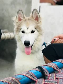 Huskey Puppy | 5 Months