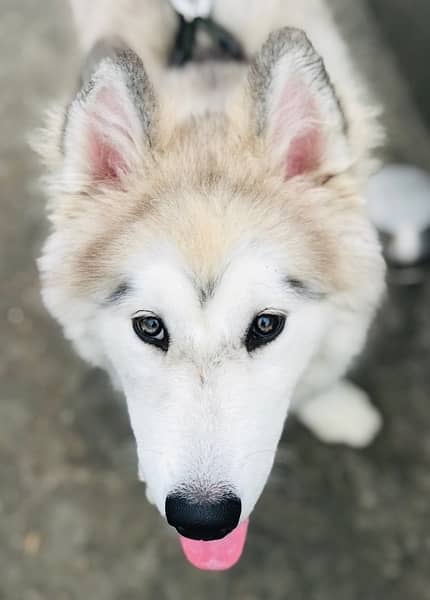 Huskey Puppy | 5 Months 2