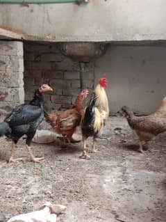 Three hen and one roster for sale