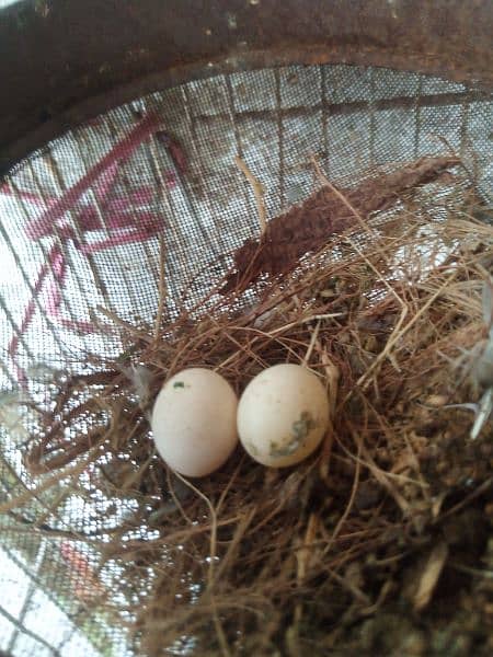 budges and dove breeder pair 2