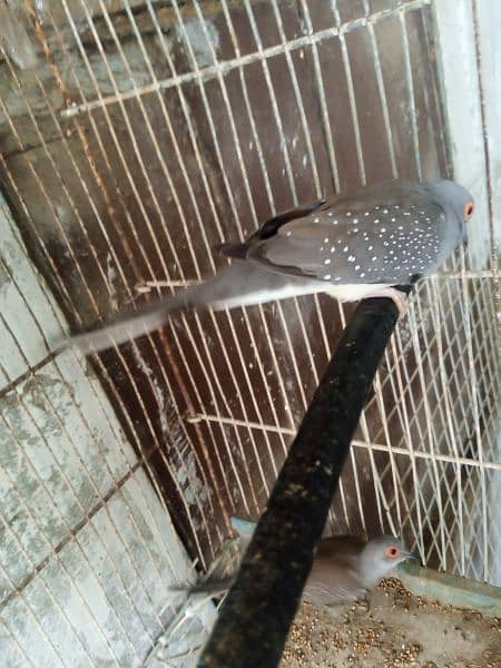 budges and dove breeder pair 3