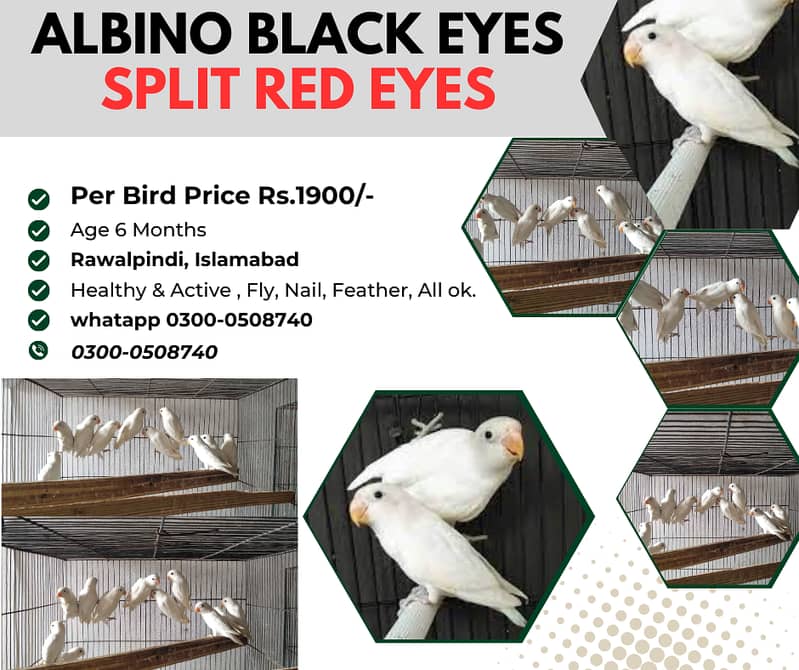 Albino Black Eyes 0