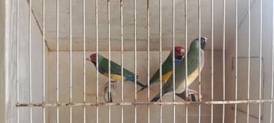 Gouldian ready to breed Pairs