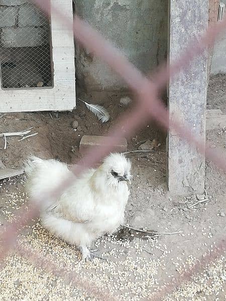 white silkie hen 0