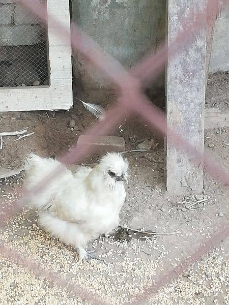 white silkie hen 1