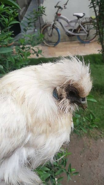 white silkie hen 2