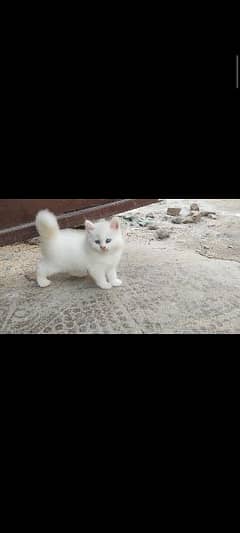 Kitten Persian Long coat