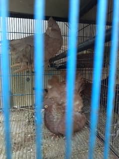 BREADING PAIR PIGEONS AMERICAN FANTAIL FOR SALE NO: 03111425725 0
