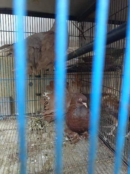 BREADING PAIR PIGEONS AMERICAN FANTAIL FOR SALE NO: 03111425725 3