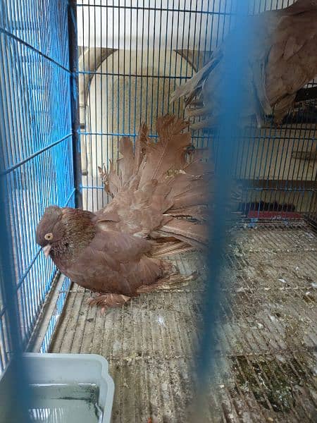 BREADING PAIR PIGEONS AMERICAN FANTAIL FOR SALE NO: 03111425725 4