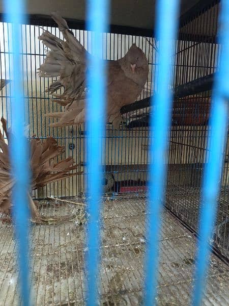BREADING PAIR PIGEONS AMERICAN FANTAIL FOR SALE NO: 03111425725 7