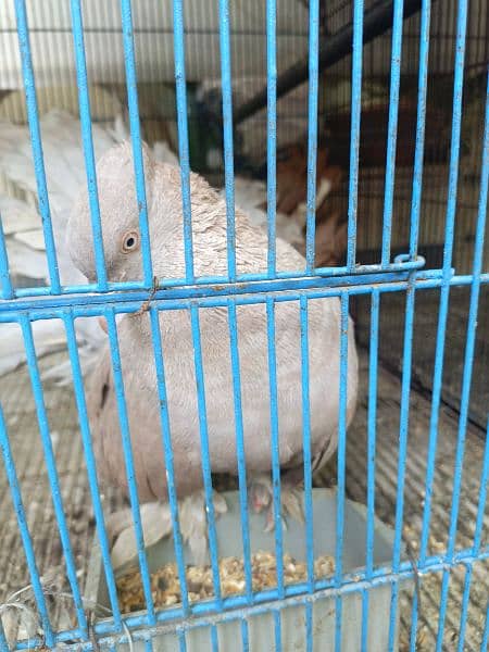 BREADING PAIR PIGEONS AMERICAN FANTAIL FOR SALE NO: 03111425725 9