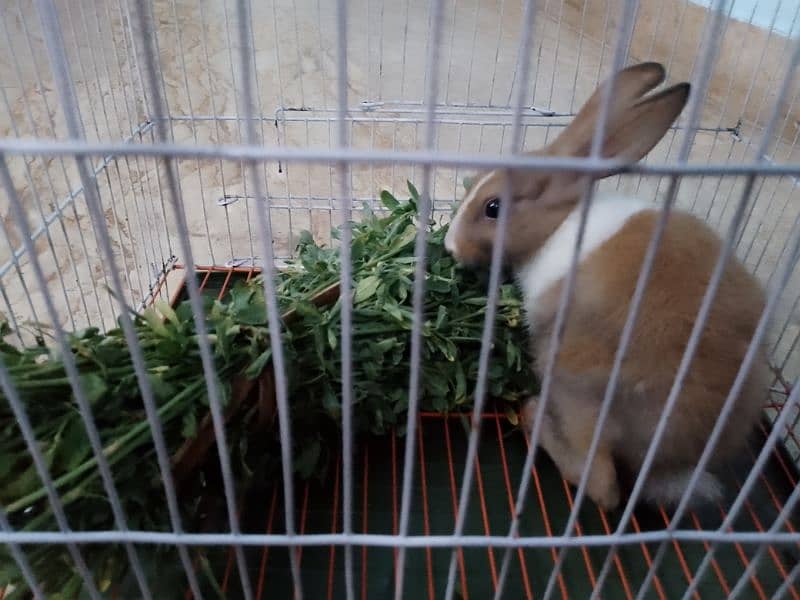 cute and beautiful rabbit male 5