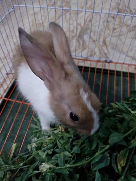 cute and beautiful rabbit male 6