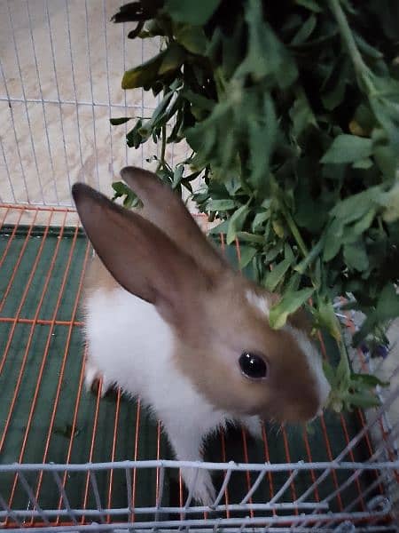 cute and beautiful rabbit male 8