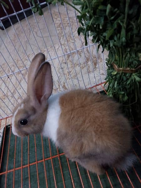 cute and beautiful rabbit male 10
