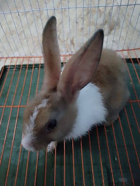 cute and beautiful rabbit male 12