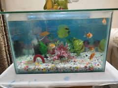 Fish aquarium with stand