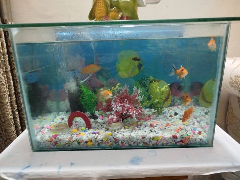 Fish aquarium with stand 0