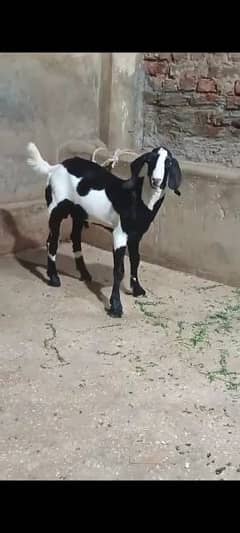 beautiful goat ablak tapra