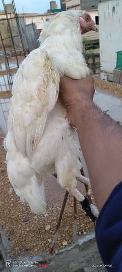 Paper white Heera Hen For Sell. . .