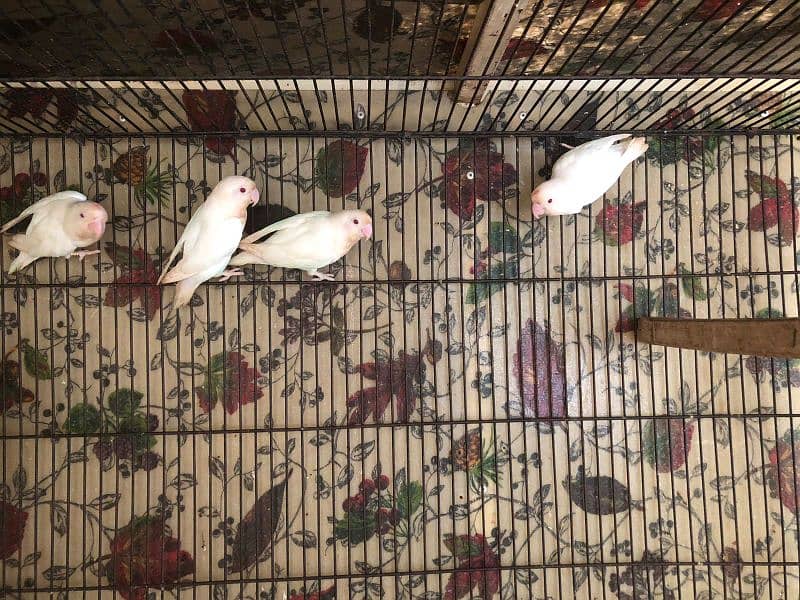 Albino red eyes for sale 1
