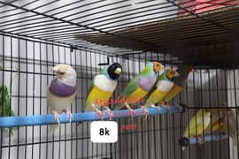 Gouldian finch 0