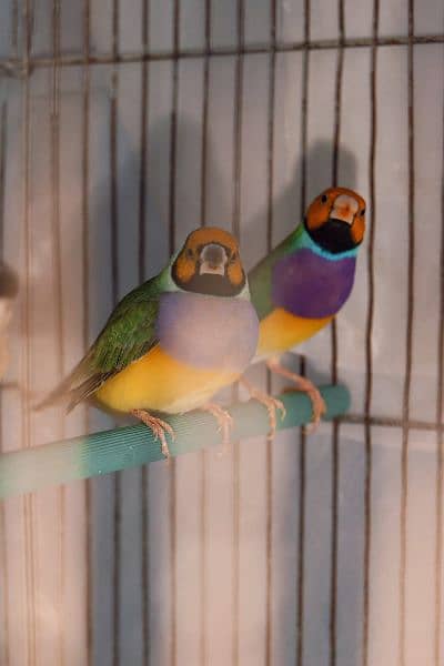 Gouldian finch 1