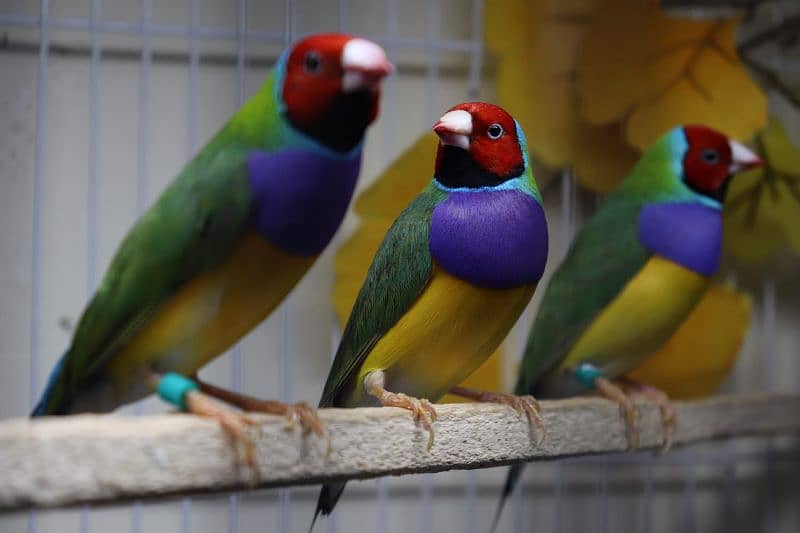 Gouldian finch 4