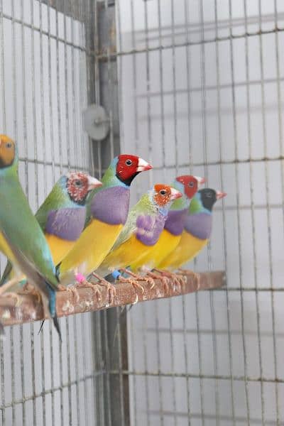 Gouldian finch 5